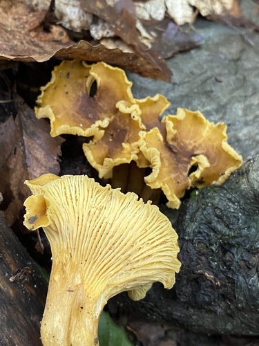 阿巴拉契亚鸡油菌(Cantharellus appalachiensis) 真实照片 · 拍摄者:myco_mama_vt