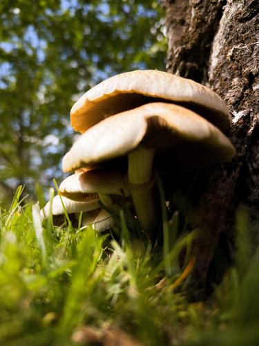 茶树菇(Agrocybe aegerita) 真实照片 · 拍摄者:satorikensho