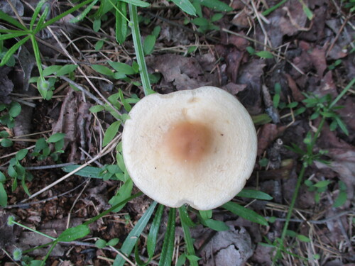 枣谷菌(Agrocybe sp.) 真实照片 · 拍摄者:davew1061