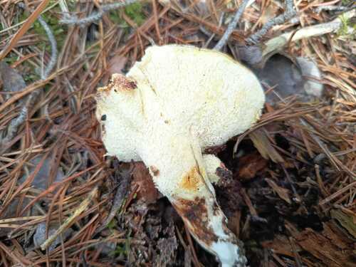 白地花(Albatrellus confluens) 真实照片 · 拍摄者:angelzl