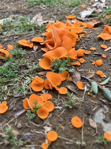 橙黄网孢盘菌(Aleuria aurantia) 真实照片 · 拍摄者:pauzi