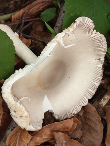 巴塔拉鹅膏(Amanita battarrae) 真实照片 · 拍摄者:meaglinumut