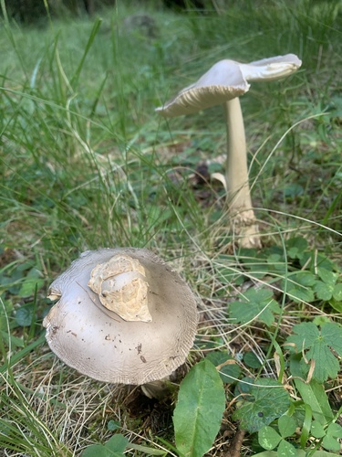 褐烟色鹅膏(Amanita brunneofuliginea) 真实照片 · 拍摄者:manuela9012