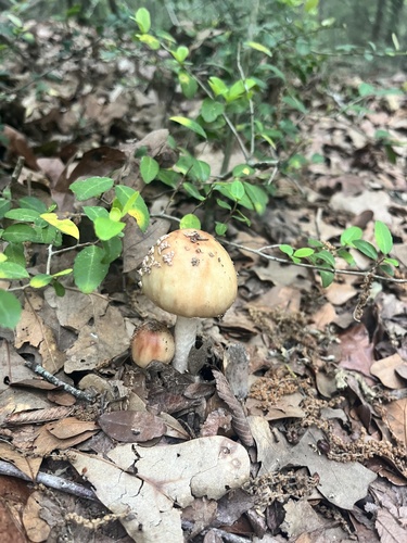 褐变鹅膏(Amanita brunnescens) 真实照片 · 拍摄者:maddylerma