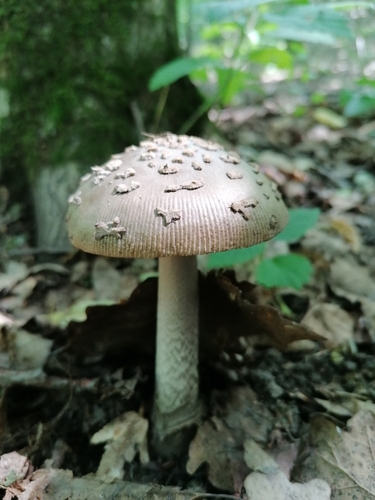 雪白鹅膏(Amanita ceciliae) 真实照片 · 拍摄者:csaszarne_erdelyi_katalin