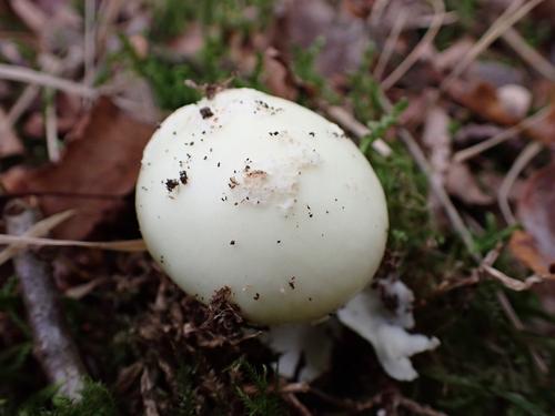 黄毒鹅膏(Amanita citrina) 真实照片 · 拍摄者:gcovain