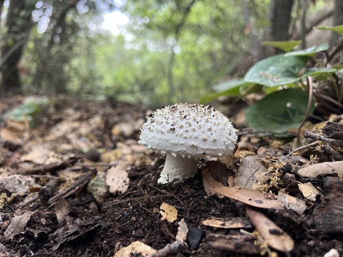 刺头鹅膏(Amanita echinocephala) 真实照片 · 拍摄者:omermeshulam