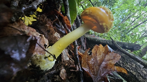 黄锥鹅膏(Amanita flavoconia) 真实照片 · 拍摄者:pipsissewa