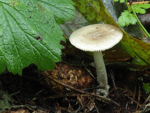 角鳞灰鹅膏(Amanita friabilis) 真实照片 · 拍摄者:jcslovakia