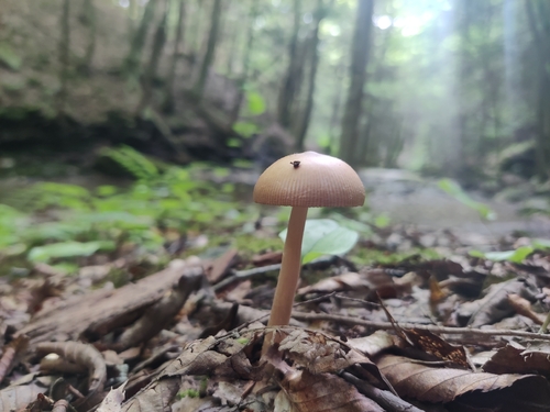 黄柄鹅膏(Amanita fulva) 真实照片 · 拍摄者:laughingking3