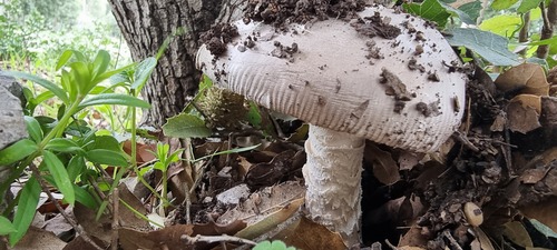青灰鹅膏(Amanita lividopallescens) 真实照片 · 拍摄者:eran_lebanon