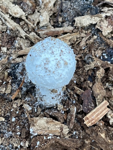 长柄鹅膏(Amanita longipes) 真实照片 · 拍摄者:ingolfaskevold