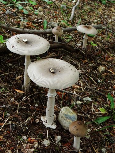 长棱鹅膏(Amanita longistriata) 真实照片 · 拍摄者:nue66