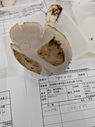 拟卵盖鹅膏(Amanita neo-ovoidea) 真实照片 · 拍摄者:atsushi_nakajima_cirque