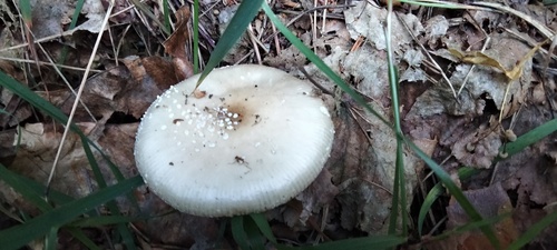豹斑毒伞(Amanita pantherina) 真实照片 · 拍摄者:piotr1984