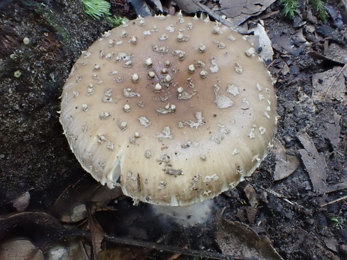 小豹斑鹅膏(Amanita parvipantherina) 真实照片 · 拍摄者:balawu