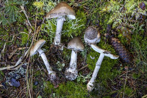 紫色鹅膏(Amanita porphyria) 真实照片 · 拍摄者:myc0gio