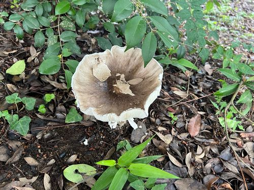 假褐云斑鹅膏(Amanita pseudoporphyria) 真实照片 · 拍摄者:kusa-to-uo