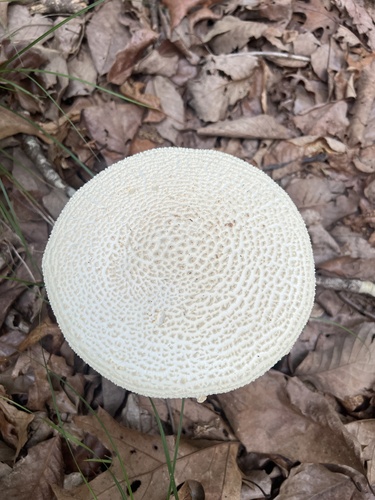 棒柄鹅膏(Amanita rhopalopus) 真实照片 · 拍摄者:brandonhembree