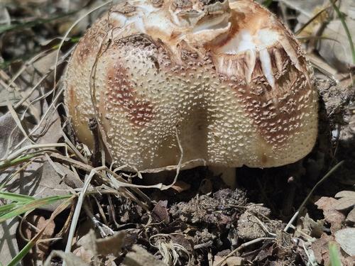 赭盖鹅膏(Amanita rubescens) 真实照片 · 拍摄者:cfres
