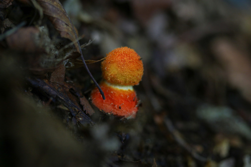 红托鹅膏(Amanita rubrovolvata) 真实照片 · 拍摄者:miragin
