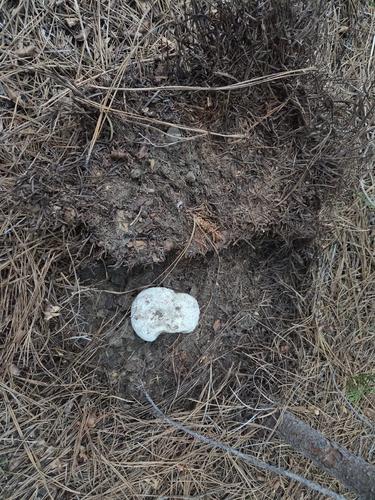 林生鹅膏(Amanita silvicola) 真实照片 · 拍摄者:womanseeksfungi
