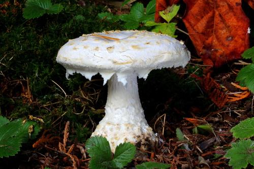 鳞柄鹅膏(Amanita smithiana) 真实照片 · 拍摄者:drdick98229