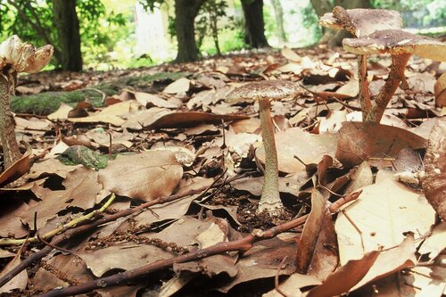 块鳞灰毒鹅膏(Amanita spissa) 真实照片 · 拍摄者:okumura_jun