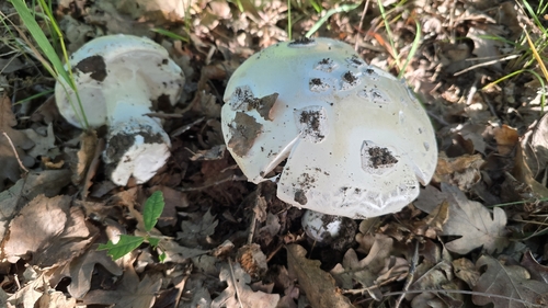 球果鹅膏(Amanita strobiliformis) 真实照片 · 拍摄者:csengu