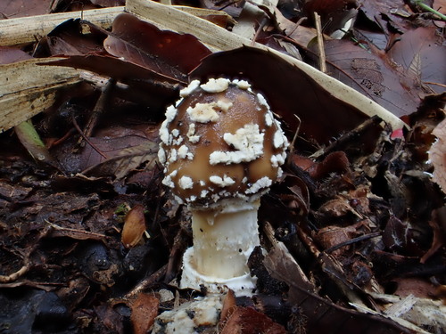 亚球基鹅膏(Amanita subglobosa) 真实照片 · 拍摄者:jyojiirisa