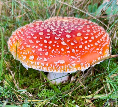 黄盖鹅膏(变种)(Amanita subjunquillea) 真实照片 · 拍摄者:landonmcguire