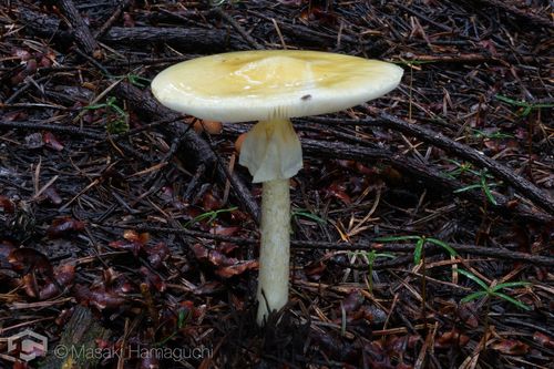 黄盖鹅膏(Amanita subjunquillea) 真实照片 · 拍摄者:masaki_hamaguchi