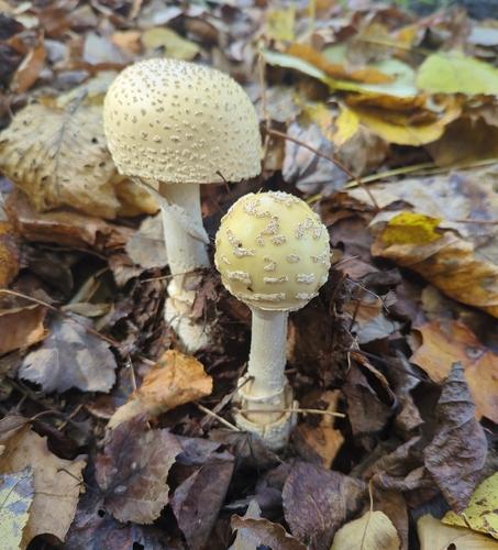膜柄鹅膏(Amanita velatipes) 真实照片 · 拍摄者:tim122