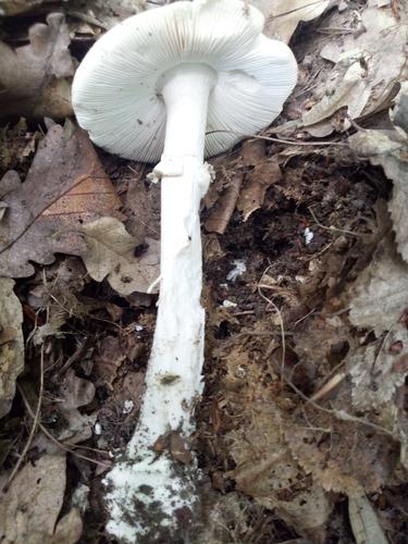 致命白毒伞(Amanita verna) 真实照片 · 拍摄者:illyeszoli