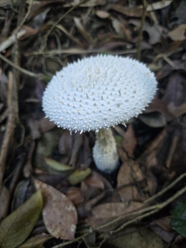 锥鳞白鹅膏(Amanita virgineoides) 真实照片 · 拍摄者:mikaelchung