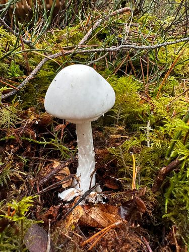 鳞柄白鹅膏(Amanita virosa) 真实照片 · 拍摄者:felix_rosenbaum