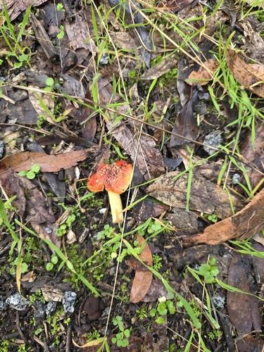 黄盖鹅膏(Amanita xanthocephala) 真实照片 · 拍摄者:dea0