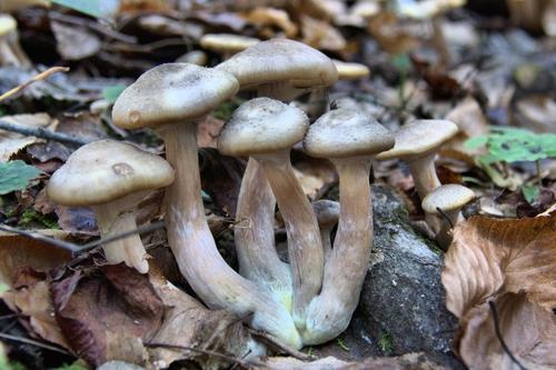 黄蜜环菌(Armillaria lutea) 真实照片 · 拍摄者:diannefrost