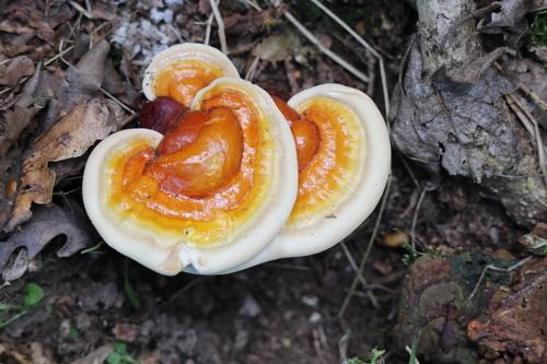 赤灵芝(Ganoderma lucidum) 真实照片 · 拍摄者:alxmbz
