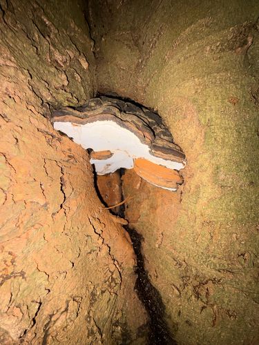黑树舌(Ganoderma nigrum) 真实照片 · 拍摄者:mrsr12345
