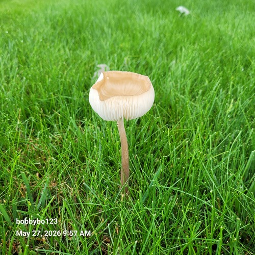 深褐长根菇(Hymenopellis fusca) 真实照片 · 拍摄者:bobbybo123