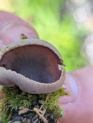 紫盘菌(Peziza violacea) 真实照片 · 拍摄者:mushy_boi