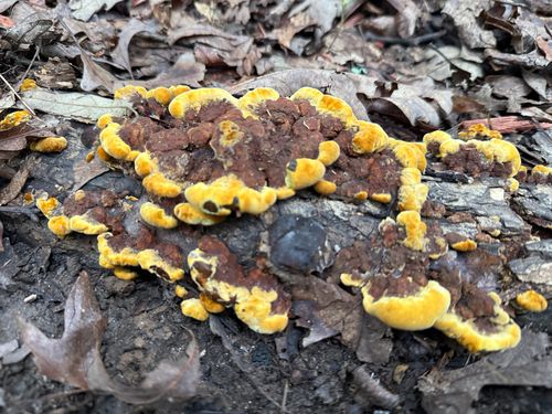 白桑黄(Phellinus albus) 真实照片 · 拍摄者:brookelinastone