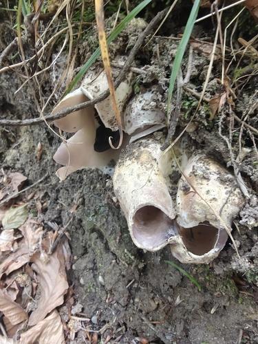 紫星裂盘菌(Sarcosphaera coronaria) 真实照片 · 拍摄者:sandraa7