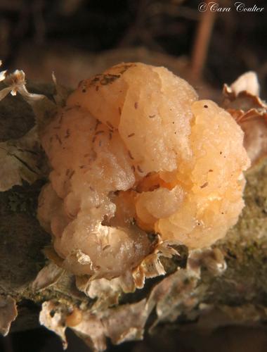 脑状银耳(Tremella encephala) 真实照片 · 拍摄者:just_add_water