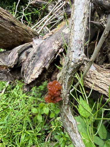 叶银耳(Tremella foliacea) 真实照片 · 拍摄者:bluebirdacres