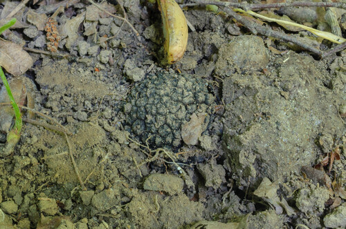夏块菌(Tuber aestivum) 真实照片 · 拍摄者:nschwab