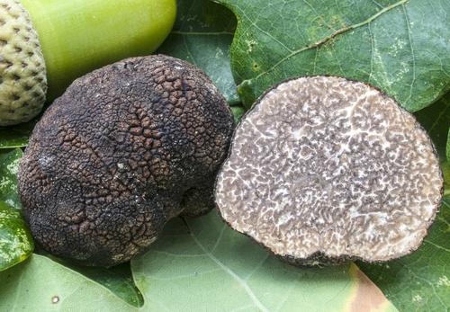 大孢块菌(Tuber macrosporum) 真实照片 · 拍摄者:nicolo_oppicelli