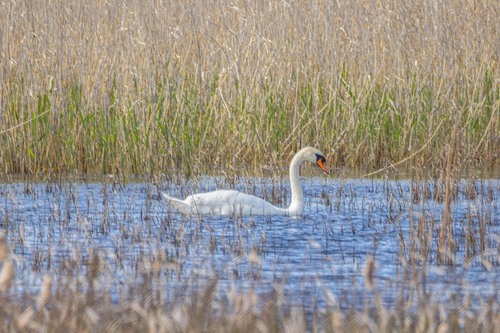 黑块菌(Tuber nigrum) 真实照片 · 拍摄者:evgeniy_vladimirov