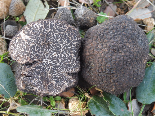 黑松露(Tuber melanosporum) 真实照片 · 拍摄者:javiermarcos